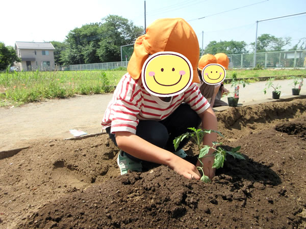 トマトの苗を植えました